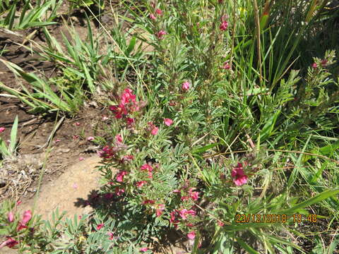 Imagem de Indigofera rubroglandulosa Germish.