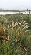 Image de Polypogon de Montpellier