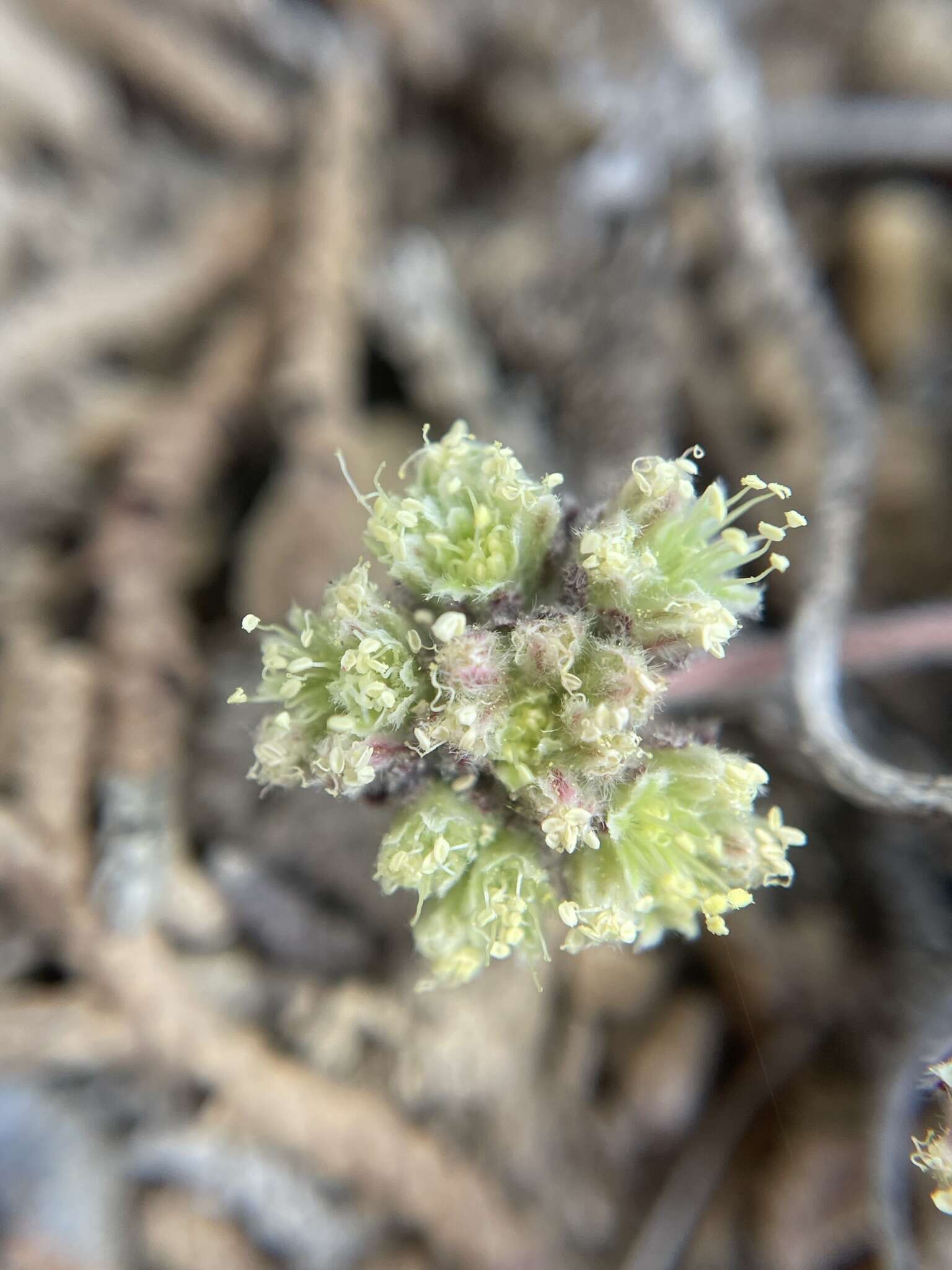 Image of gray buckwheat