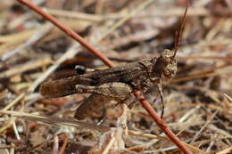 Image of Trimerotropis occidentiloides Rentz, D. C. F. & Weissman 1981