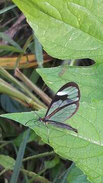 Image of Ithomia agnosia zikani d'Almeida 1940