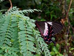 Parides ascanius (Cramer (1775))的圖片