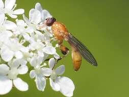 Image of Sphegina sibirica Stackelberg 1953