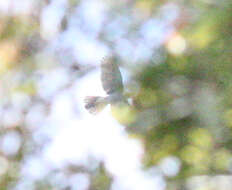 Image of Henst's Goshawk