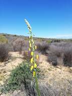 Image de Albuca clanwilliamae-gloria U. Müll.-Doblies