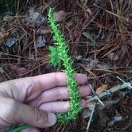 Image of Thurber's Bog Orchid