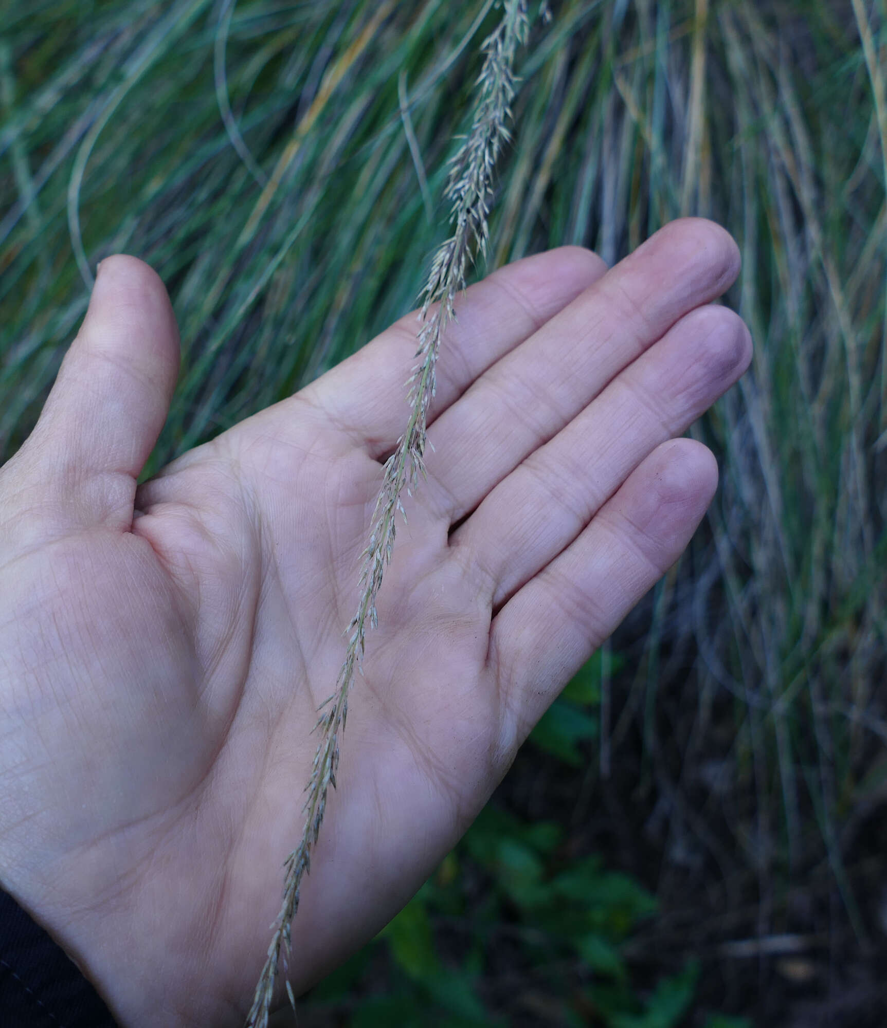 Image of pine muhly