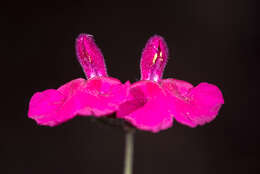 Imagem de Salvia angustiarum Epling