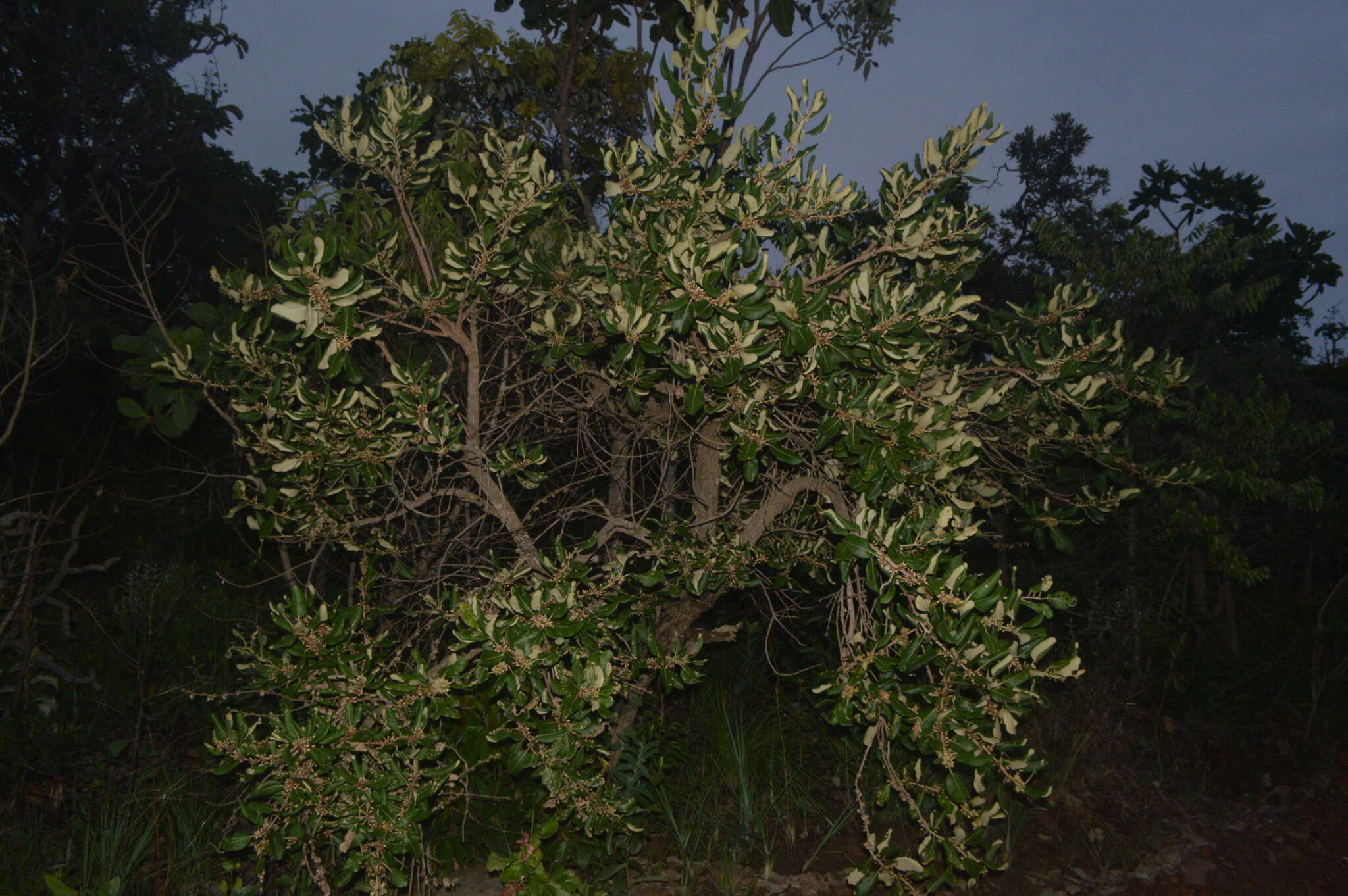 صورة Piptocarpha rotundifolia (Less.) Baker