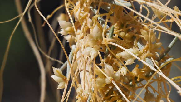 Sivun Cuscuta californica var. papillosa Yunck. kuva