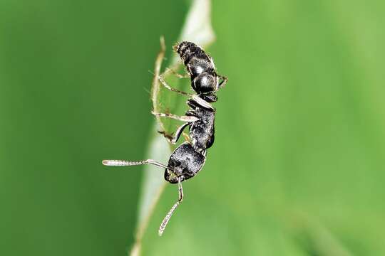 Image of <i>Ectomomyrmex javanus</i>