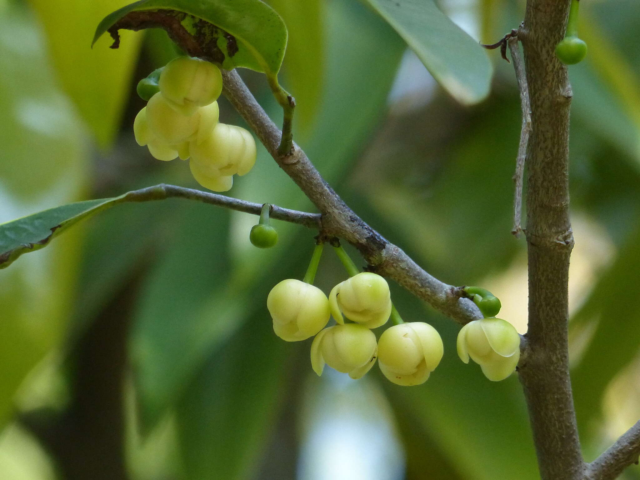 Plancia ëd Sageraea laurina Dalzell