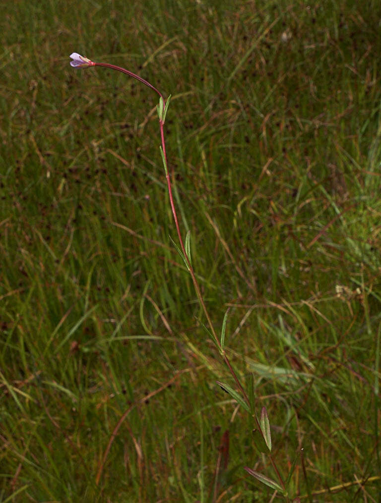 Image of Oregon Willowherb