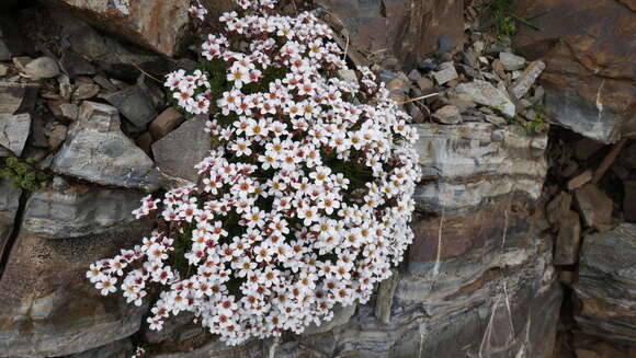 Image of Saxifraga pubescens Pourret