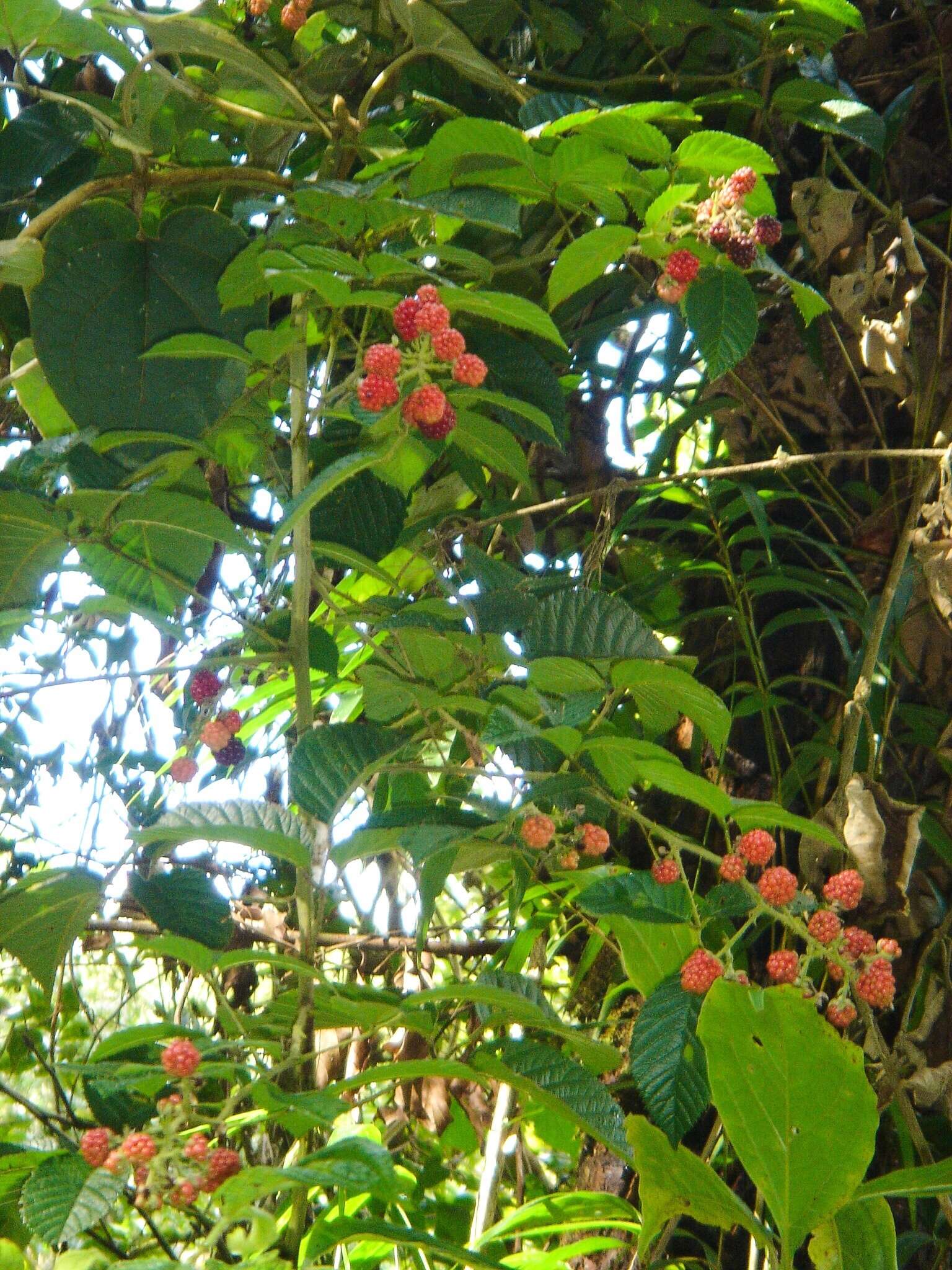 Image de Rubus urticifolius Poir.