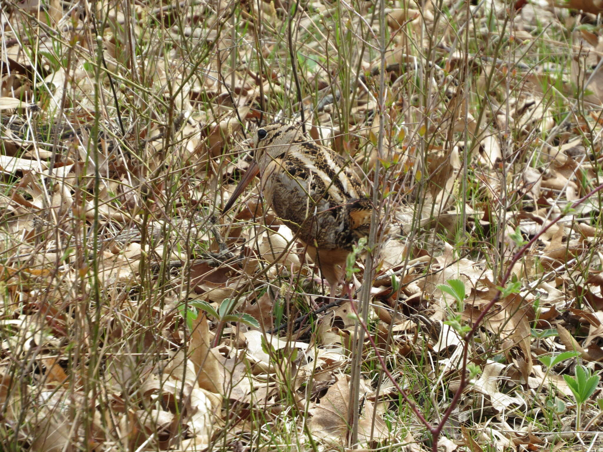 Image of Woodcock