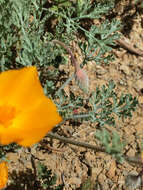 Image of San Benito poppy