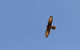 Image of Grasshopper Buzzard