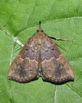 Image of <i>Hypena holophaea</i>