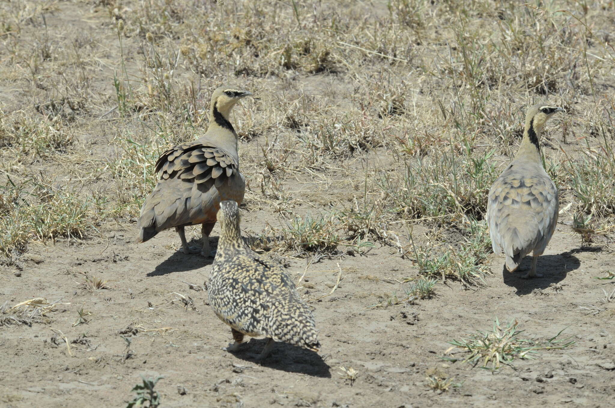 Image of Yellow-throated Sandgrouse