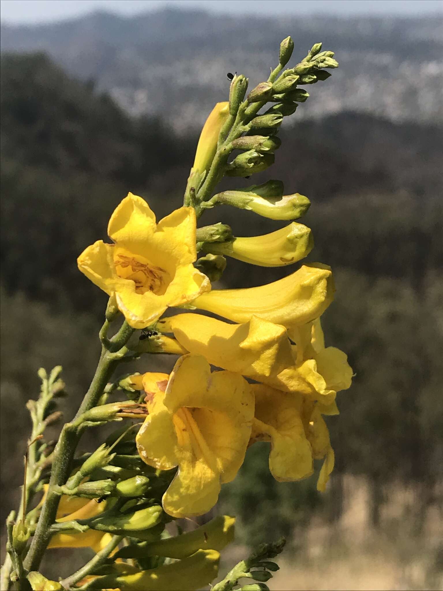 Image of Tecoma stans var. velutina DC.