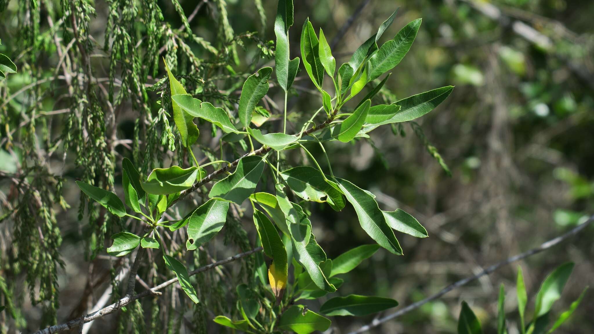 Image of Parsley tree