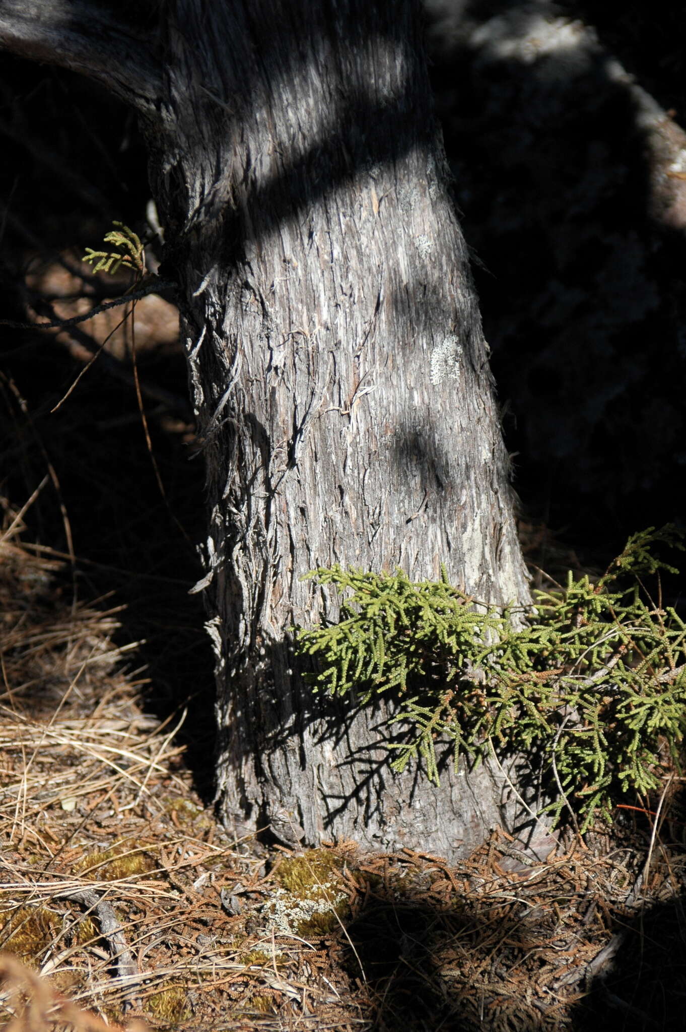 Image of Durango Juniper