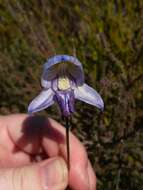 Image of Early blue Disa