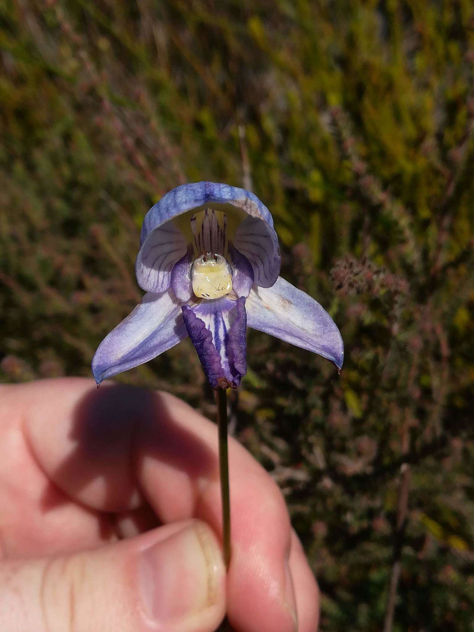 Image of Early blue Disa