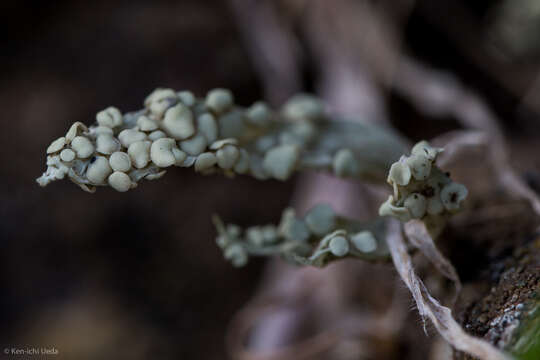 Image of cartilage lichen