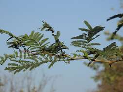 Image of catechu tree