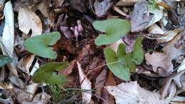 Image de Hexastylis arifolia (Michx.) Small