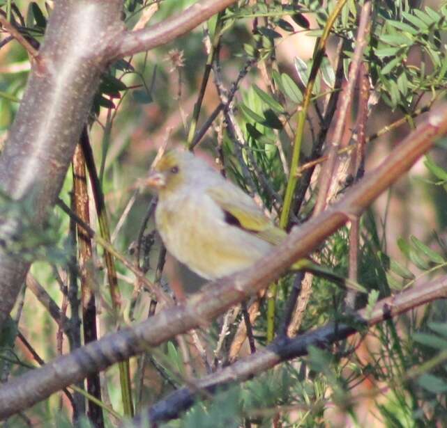 Image of Cape Canary