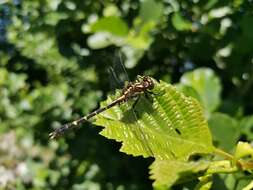 Imagem de Neogomphus edenticulatus Carle & Cook 1984