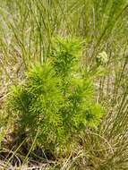 Image of false hellebore