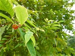 Image de Cratoxylum cochinchinense (Lour.) Bl.