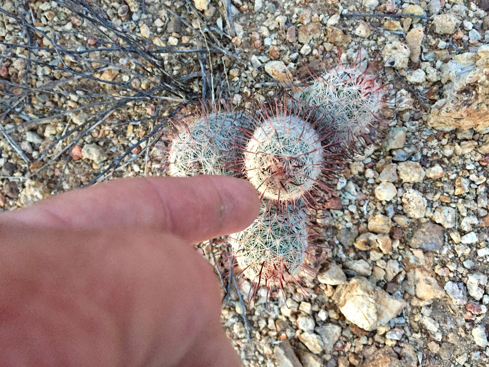 Image de Mammillaria grahamii Engelm.