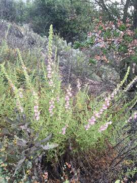 Sivun Antirrhinum thompsonii D. J. Keil kuva