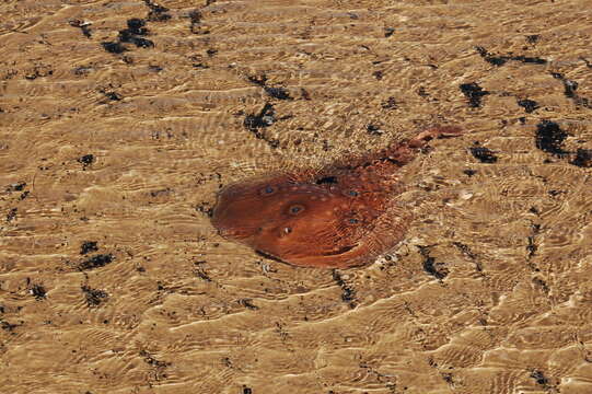 Image of Common Torpedo Ray