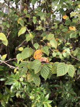 Image of winter hazel