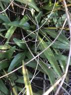 Image of longleaf sunflower