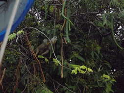 Image of Common Squirrel Monkey