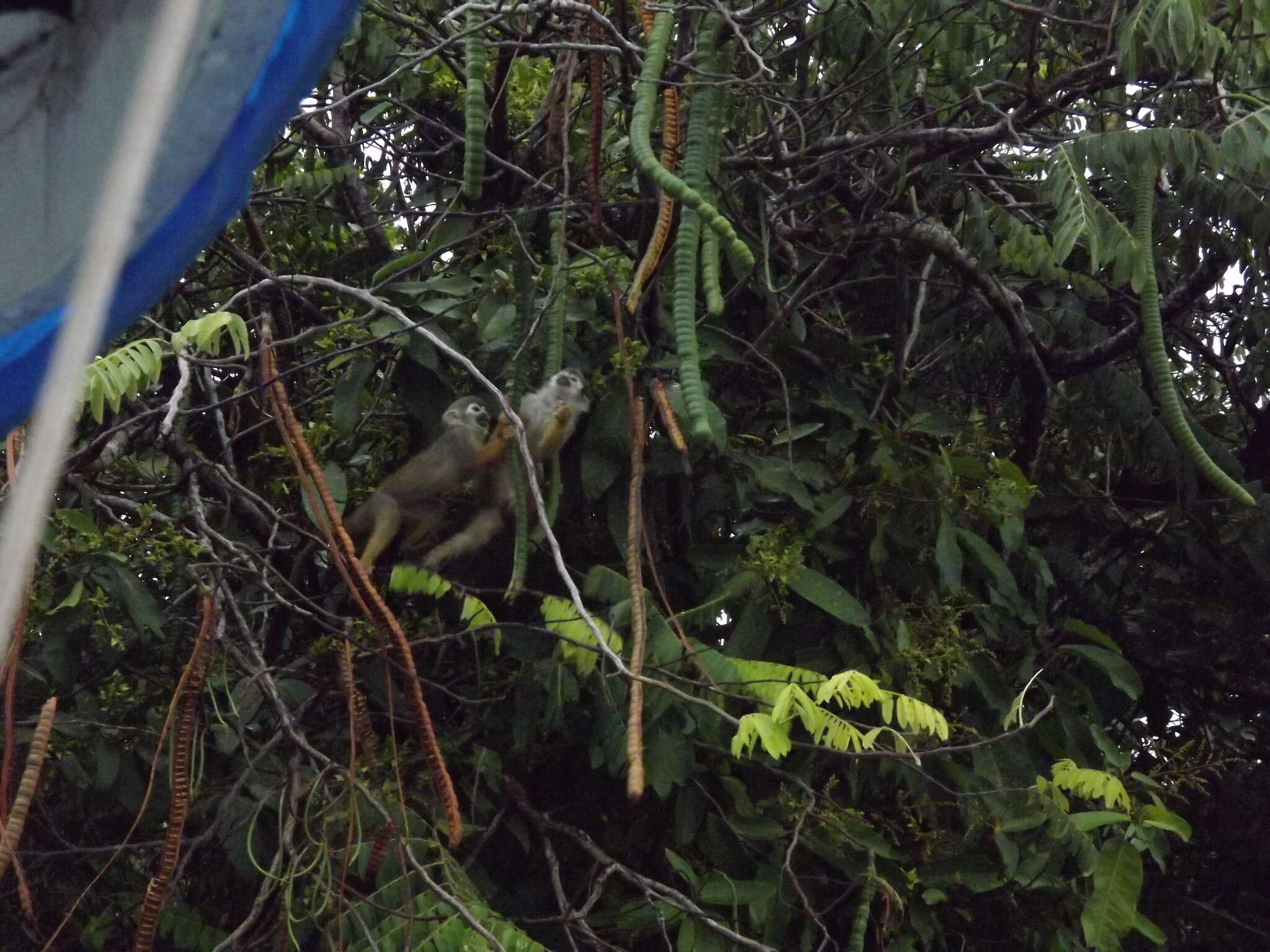 Image of Common Squirrel Monkey