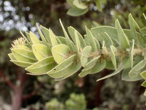 Image of Montara manzanita