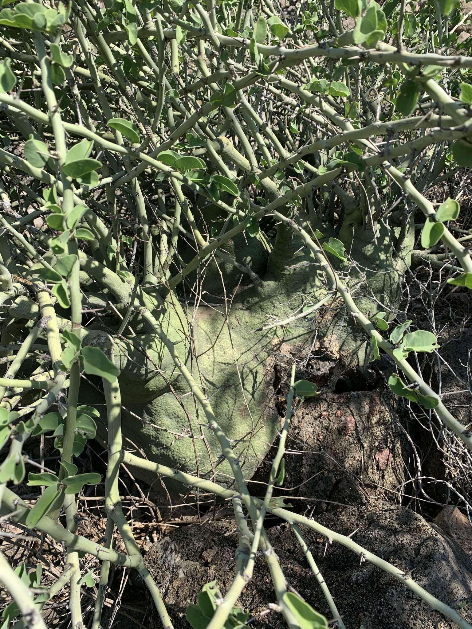 Image of Elephant's foot