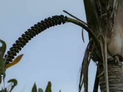 Image of Curly Palm