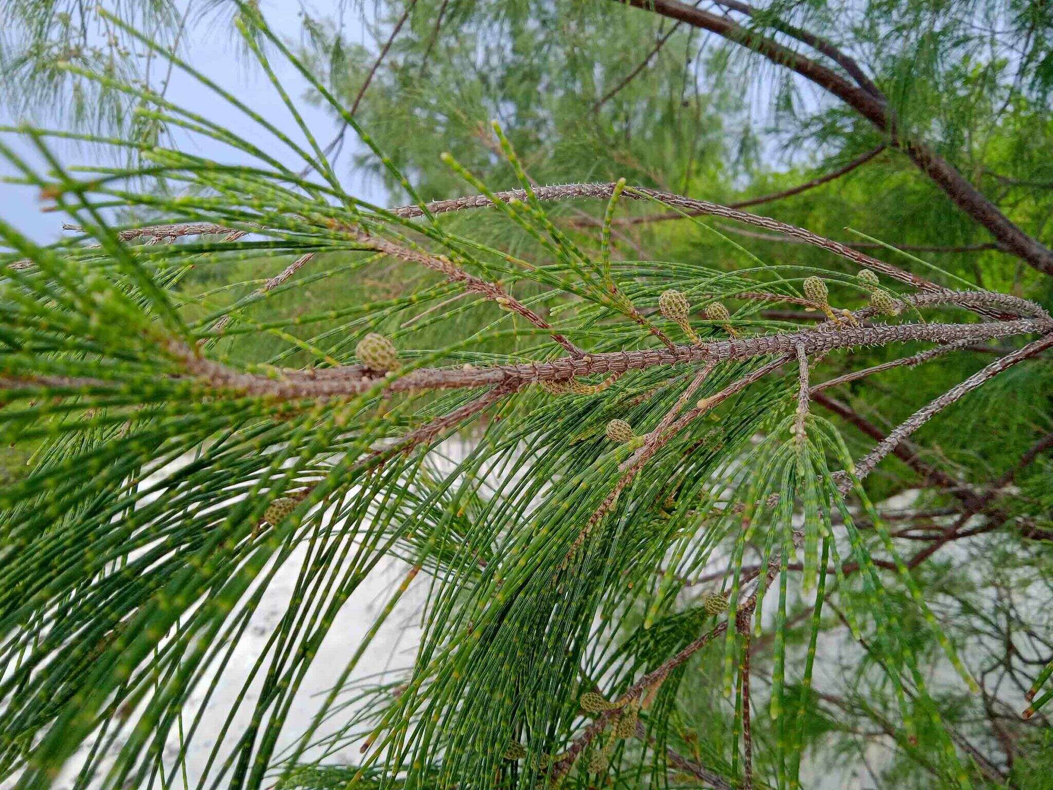 Image of Casuarina collina Poiss. ex Panch. & Sebert