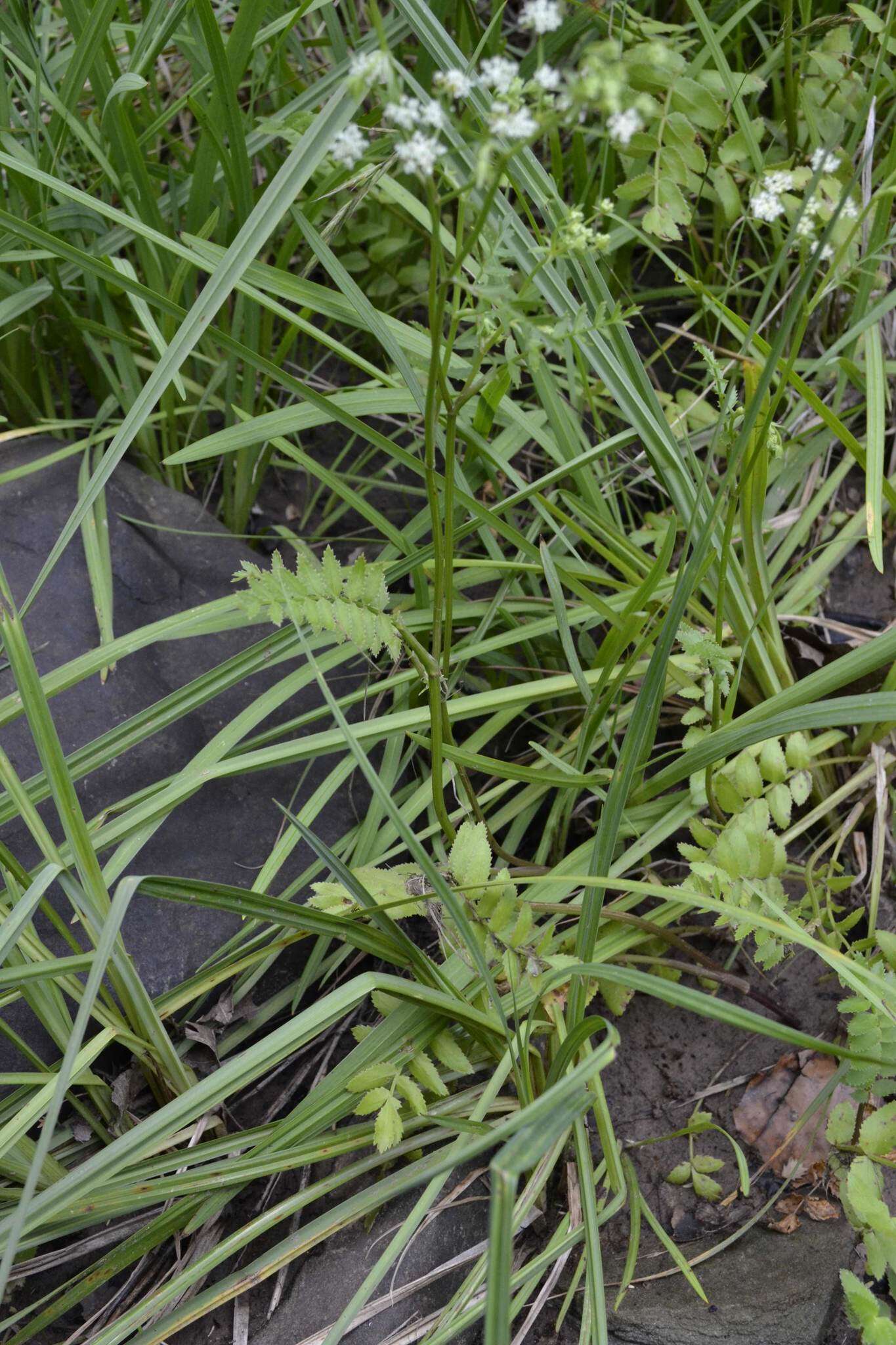 Imagem de Berula erecta subsp. thunbergii (DC.) B. L. Burtt