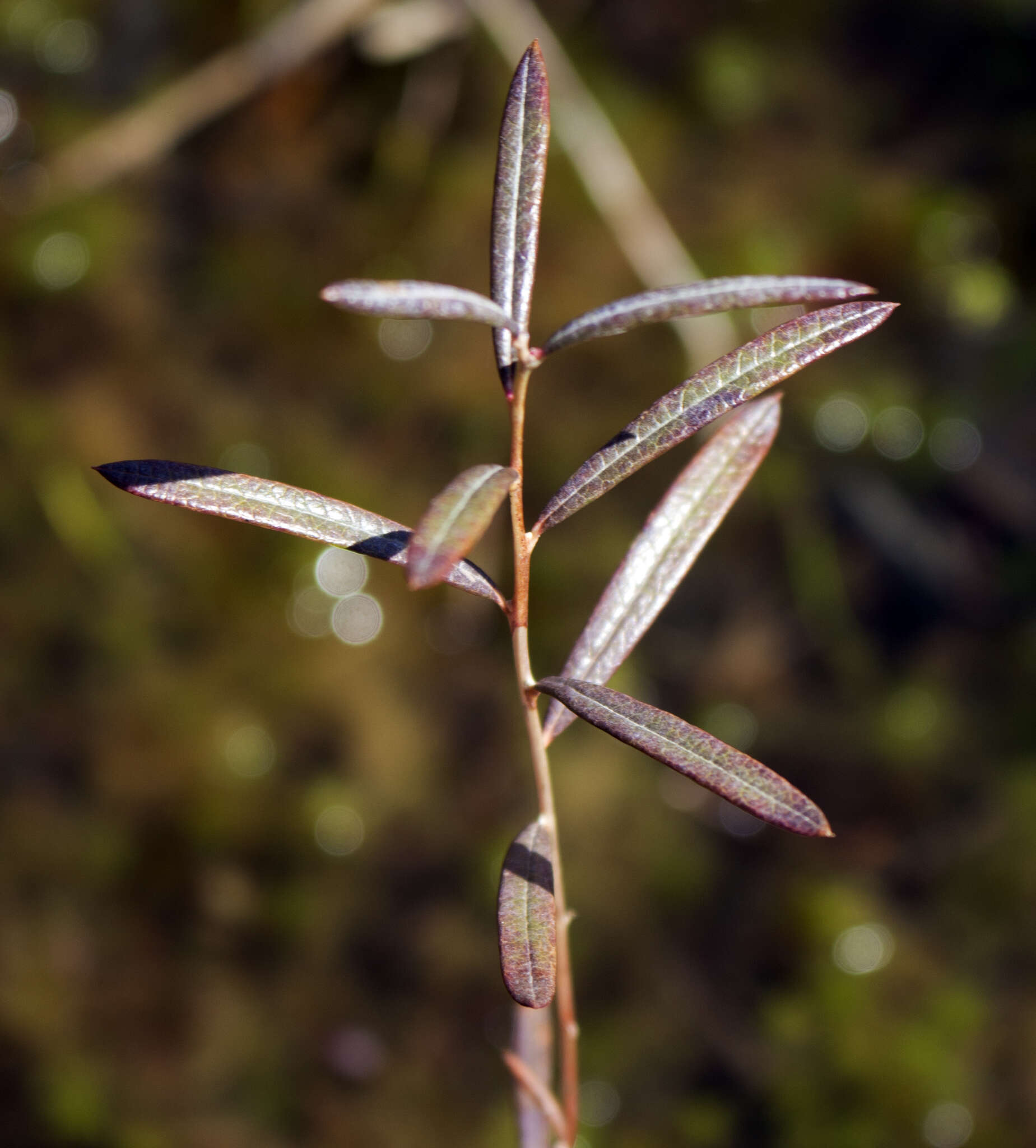 Image of bog rosemary