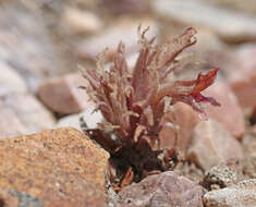 Image of flat-top broomrape